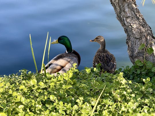 Photo of two ducks sitting by the water’s edge.