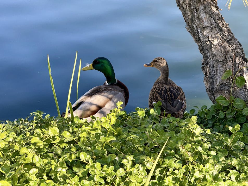 Photo of two ducks sitting by the water’s edge.