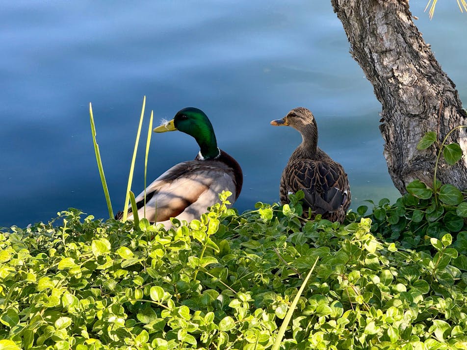 Photo of two ducks sitting by the water’s edge. One is a drake and the other is a hen. The water is a gentle blue, contrasted against a vibrant green plant against the edge of the pond.