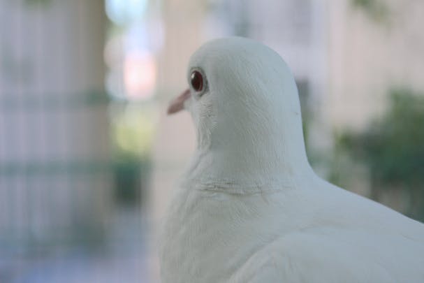 Still portrait of a bird against a blurred bokeh background. The photographer notes the name of the bird is "Little Earth".