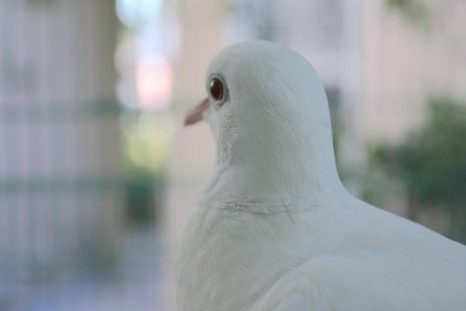 Still portrait of a bird against a blurred bokeh background. The photographer notes the name of the bird is "Little Earth".