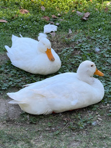 Photo of two ducks peacefully sitting on the ground. One of the ducks has a massive floof of feathers on its head.