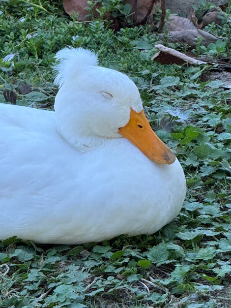 Closeup photo of a duck with a massive floofy feather on its head.