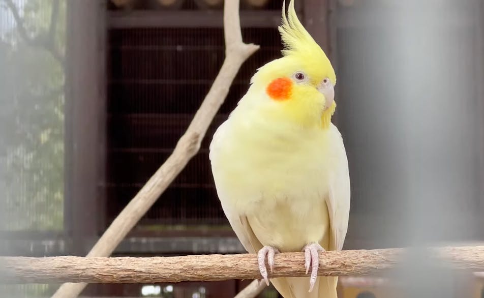 Screen capture of a Lutino cockatiel. The image depicts the bird with a prominent orange cheek. The bird has very light yellow feathers.