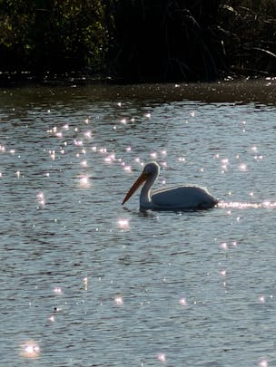 Photo of a white pelican swimming in a lake. The reflections caused the camera to over-process the image, resulting in a magical looking photo