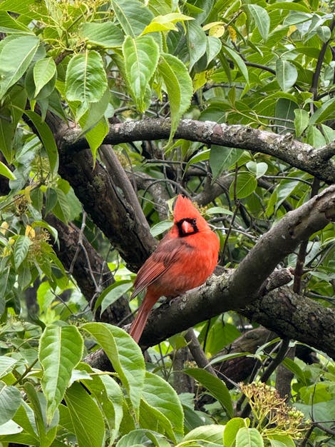 Photo of a red cardinal sitting on a tree branch, this time staring at the photographer.