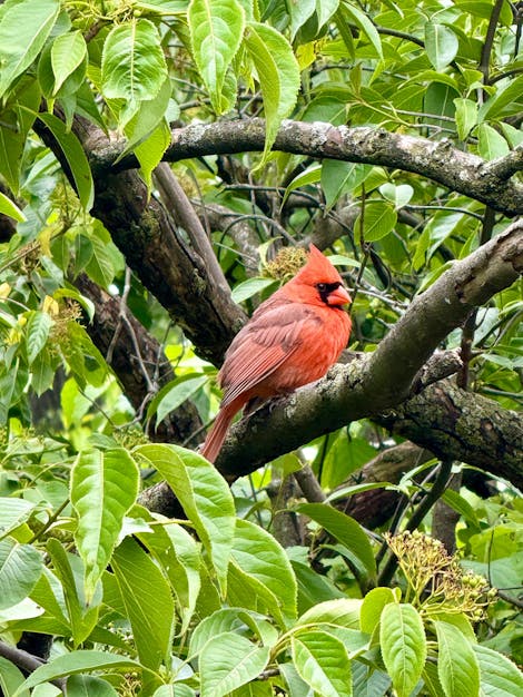 Photo of a red cardinal sitting on a tree branch
