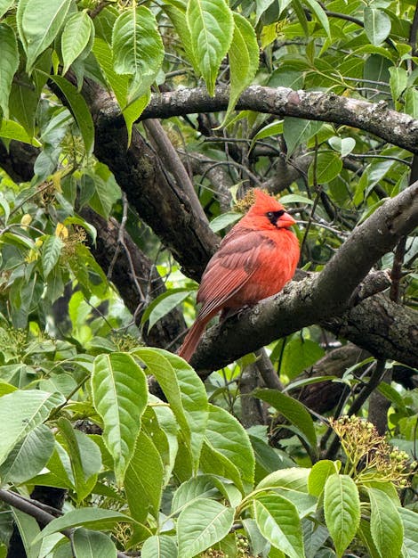 Photo of a red cardinal sitting on a tree branch