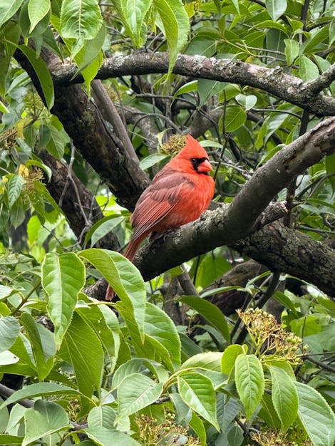 Photo of a red cardinal sitting on a tree branch