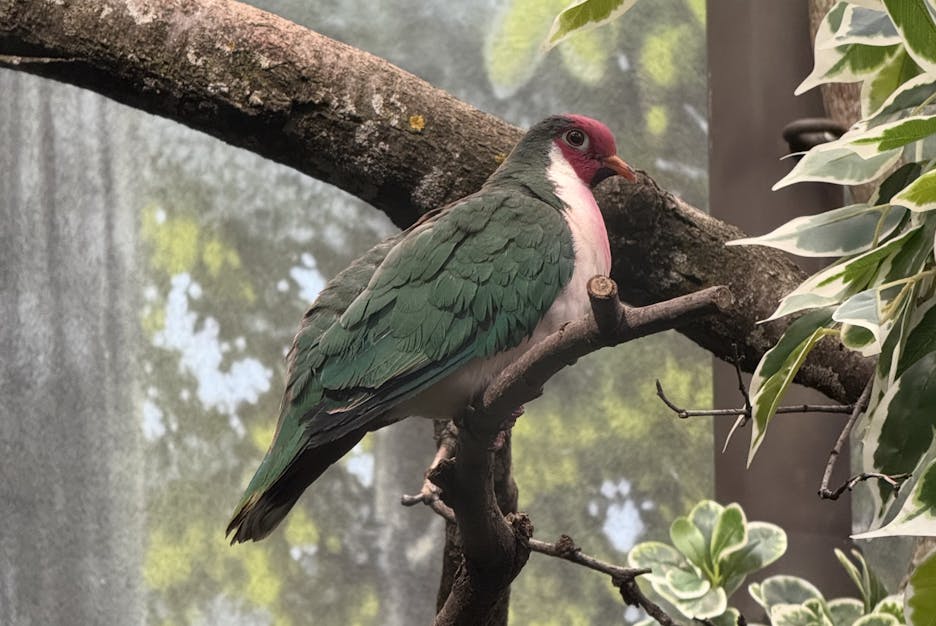 First side profile photo of a Jambu Fruit Dove