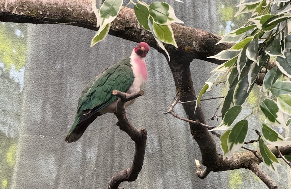 Third photo of a Jambu Fruit Dove staring at the photographer from a distance
