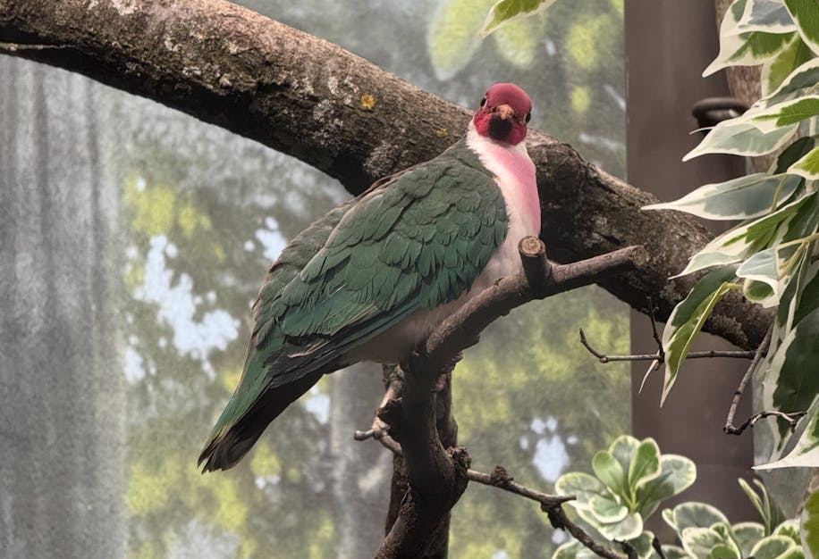 Second photo of a Jambu Fruit Dove staring at the photographer from a distance