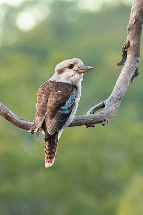 Photo of a Laughing Kookaburra bird sitting in a branch. Photo from Wikipedia.