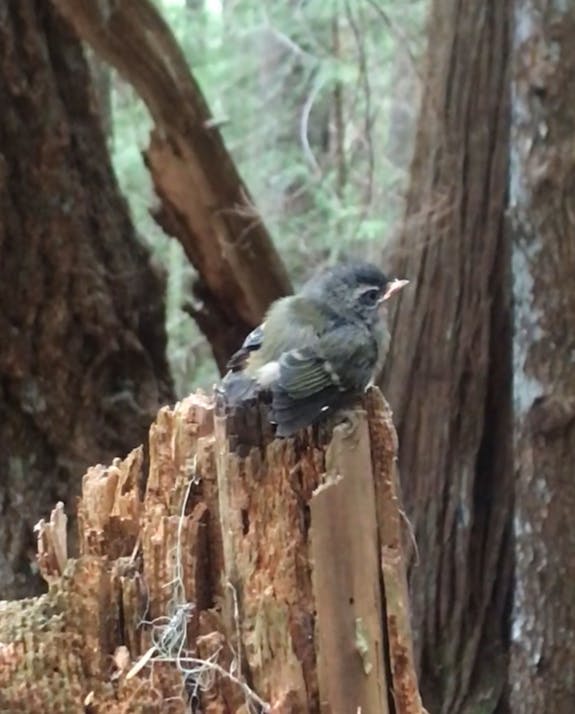 Any birders on here who can tell us about him? 