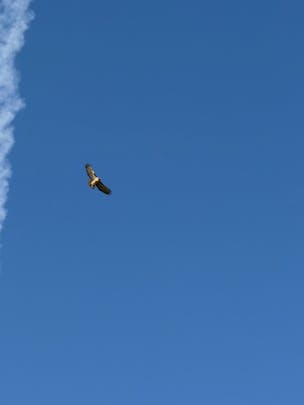 Photo of a hawk against a clear blue sky. The photographer is at ground level. You can see the wingspan of the bird in full.