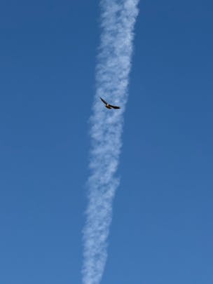 Photo of a hawk against a clear blue sky. The photographer is at ground level. You can see the wingspan of the bird in full.