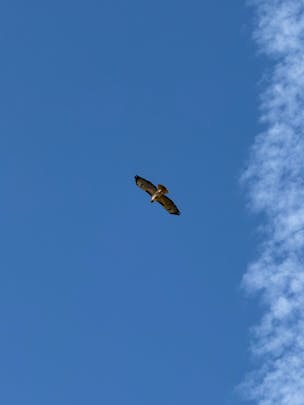 Photo of a hawk against a clear blue sky. The photographer is at ground level. You can see the wingspan of the bird in full.
