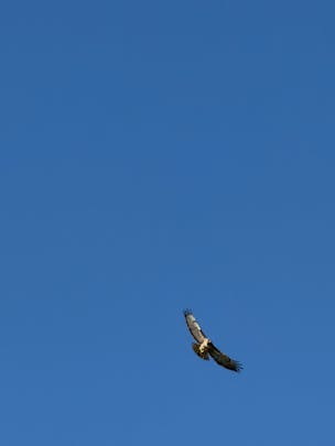 Photo of a hawk against a clear blue sky. The photographer is at ground level. You can see the wingspan of the bird in full.