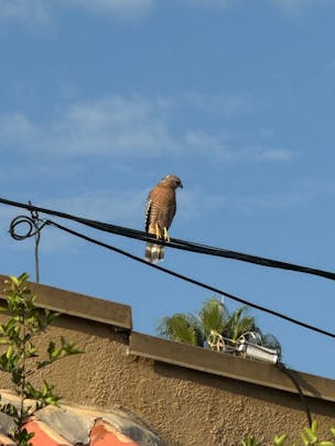 Photo of a red-shouldered hawk sitting on what appears to be a utility line. The sky is clear and blue.