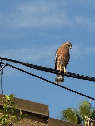 Photo of a red-shouldered hawk sitting on what appears to be a utility line. The sky is clear and blue.