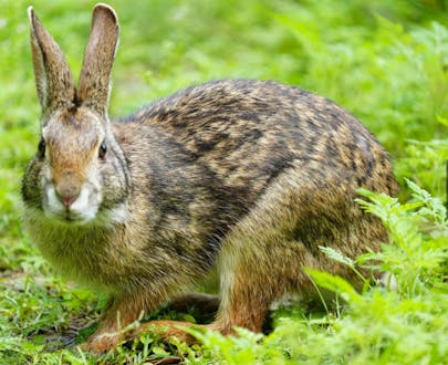 Bunny in the yard, Fairlawn, NJ.
