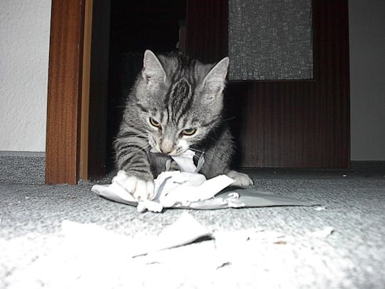 A cat is clearly enjoying shredding a bill for cat food.