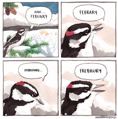 Four-panel comic of a drawn bird with a speech bubble in each panel. Each speech bubble is a misspelling of the word February. The comic is a fun mischaracterization of the month’s common misspelling.