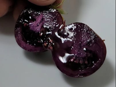 Inside The Purple Tomato