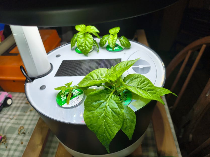 Ghost Pepper and Carolina Reaper