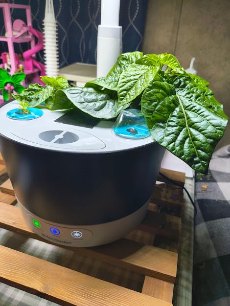 Apocalypse Scorpion and/or Death Spiral, I'm not sure