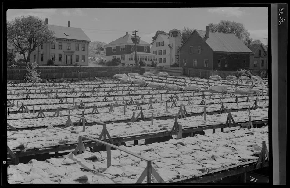 salted cod fish drying in Gloucester for Gorton's