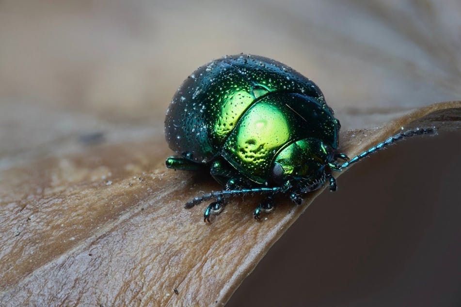 Close up macro shot of a metallic, shiny, green beetle on a brown leaf. 