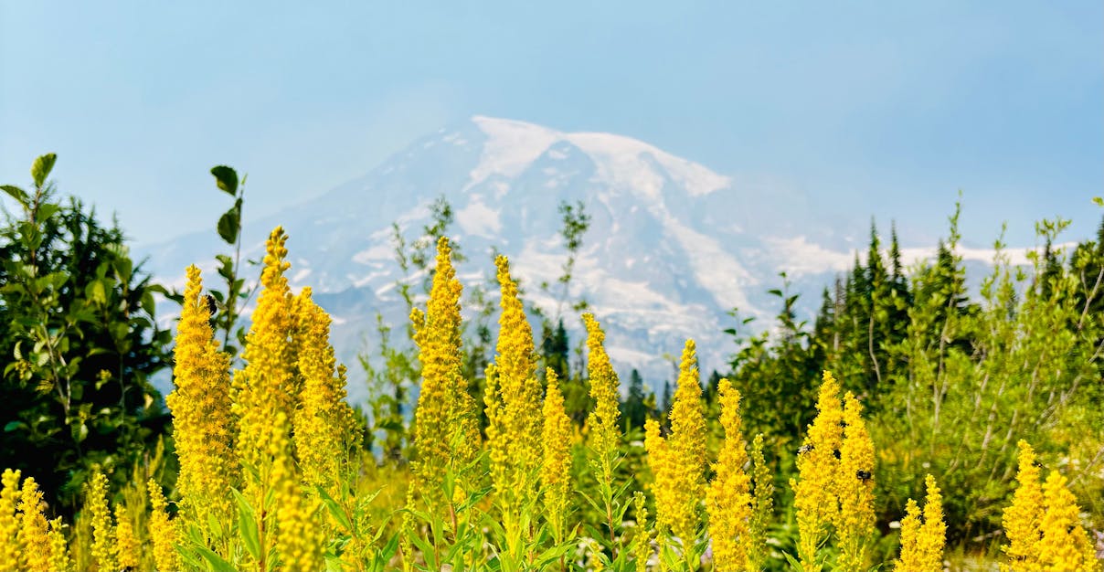Mount Rainier National Park