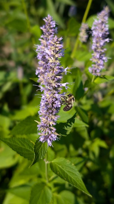 A bee on anise hyssop in the Midwest 