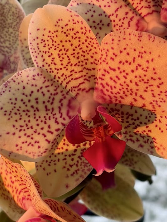 Testing out the Leica camera app on iPhone air 17.  Seems pretty good