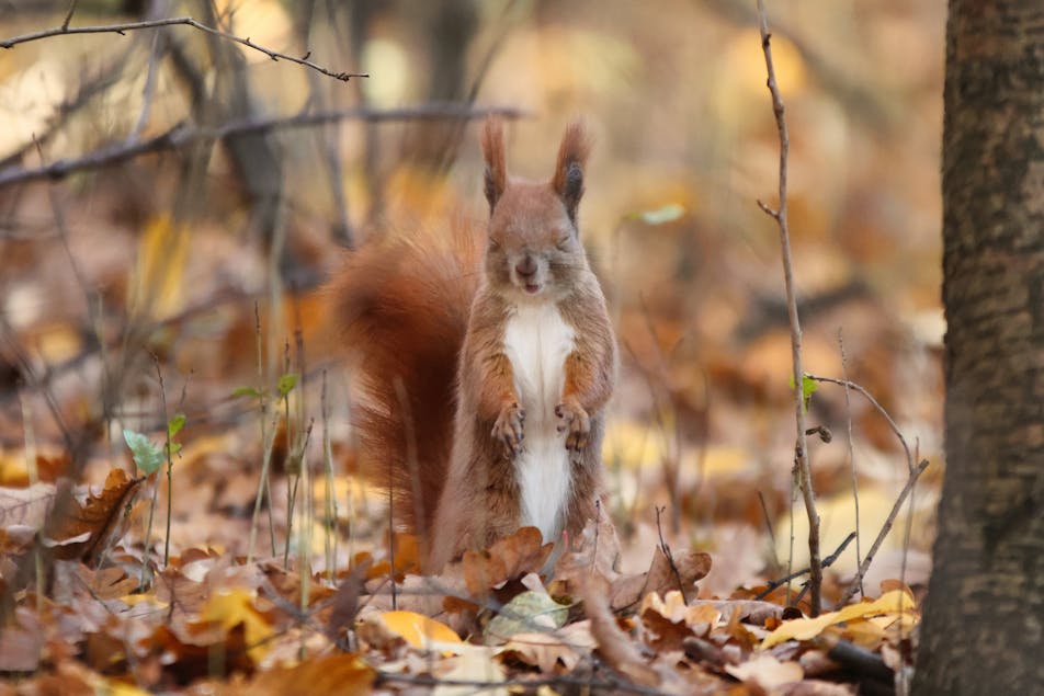 A red squirrel standing on two legs, squinting into the camera