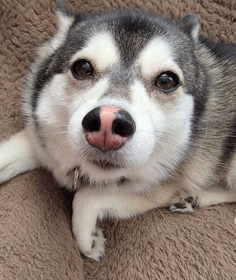 Pomsky closeup