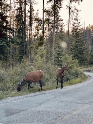 Photo of two wildlife creatures by the road against a forest