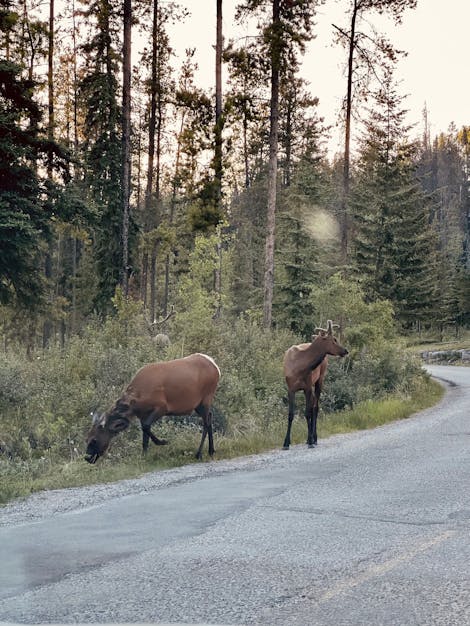 Photo of two wildlife creatures by the road against a forest