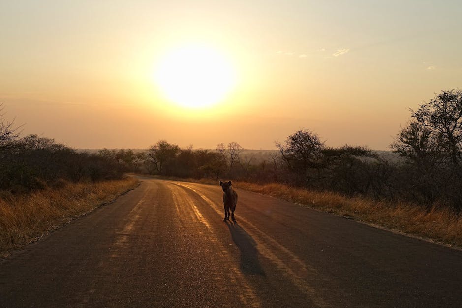 Morning mood with predator.