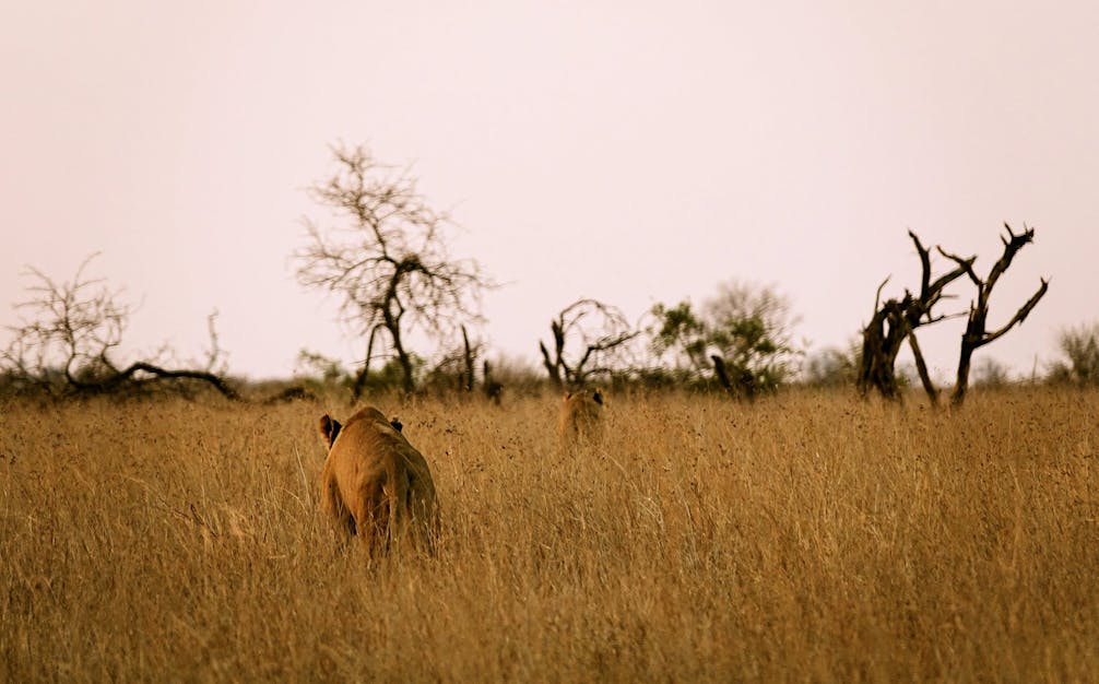 More predators, here on a sunset walk. 