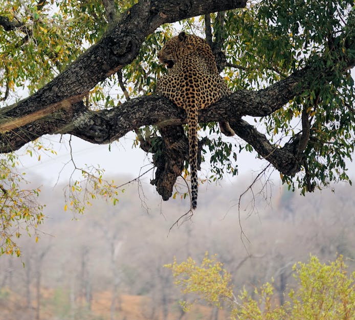 A fat leopard just hanging in a tree next to the road.