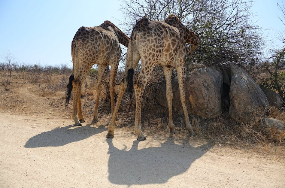 Keep your distance, unless you want to be creative with your insurance claim. These guys kick.