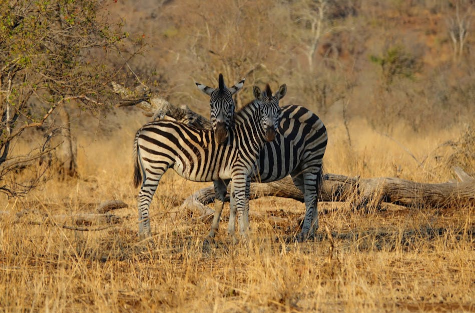 Zebras are not rare, but really pretty.