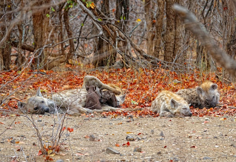 Hyaenas can be cute, too.