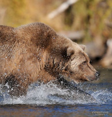 Alaska brown bear chasing salmon, Katmai National Park, Alaska